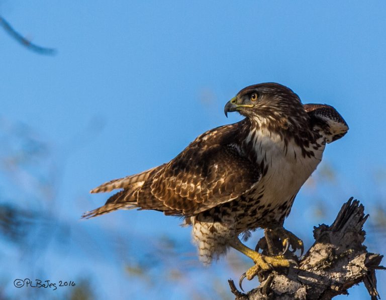 Member Photo Gallery - San Fernando Valley Audubon Society