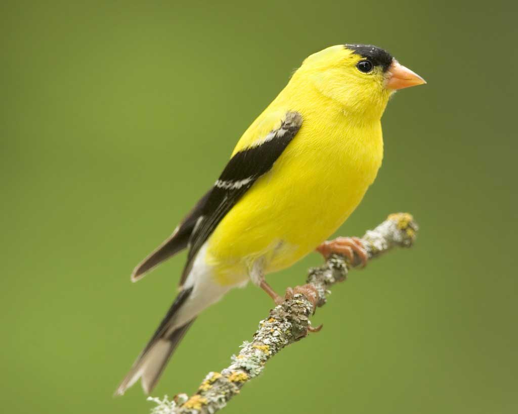 Goldfinches