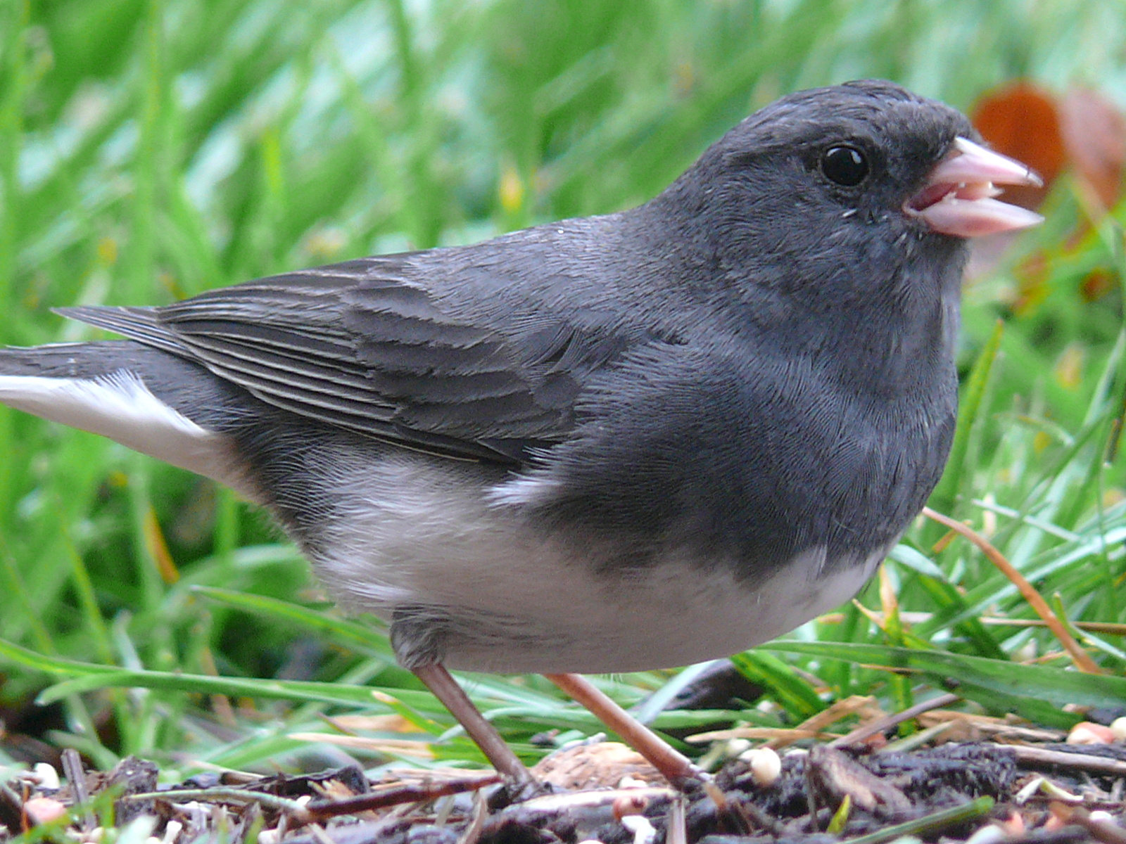 SFV Backyard Bird Identification – San Fernando Valley Audubon Society