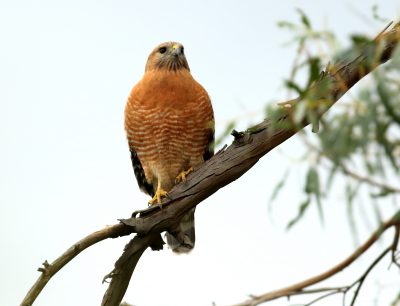 Griffith Park Raptor Survey