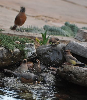 Keep Your Eyes Peeled -- American Robins and Cedar Waxwings Are In Town!