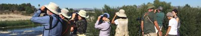 December Schedule of SFVAS Bird Walks -- Join Us!