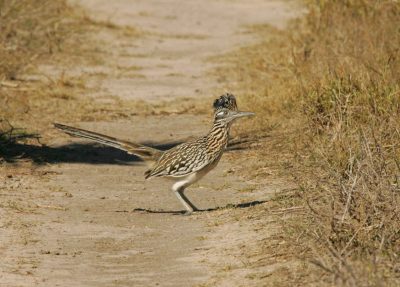 General Membership Meeting -- and Roadrunners!