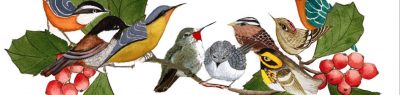 Christmas Bird Count Results -- 2017