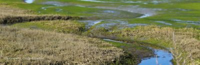 Los Cerritos Wetlands Need Our Help -- NOW