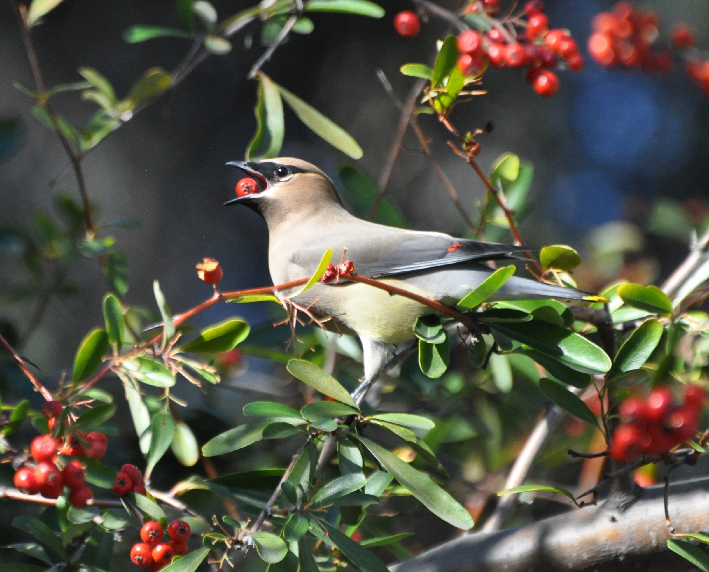 Christmas Bird Count 2018 Join Us! San Fernando Valley Audubon Society