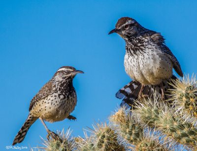 Birds of the Mojave Desert Three-day Workshop