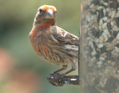 SFV Backyard Bird Identification - San Fernando Valley Audubon Society