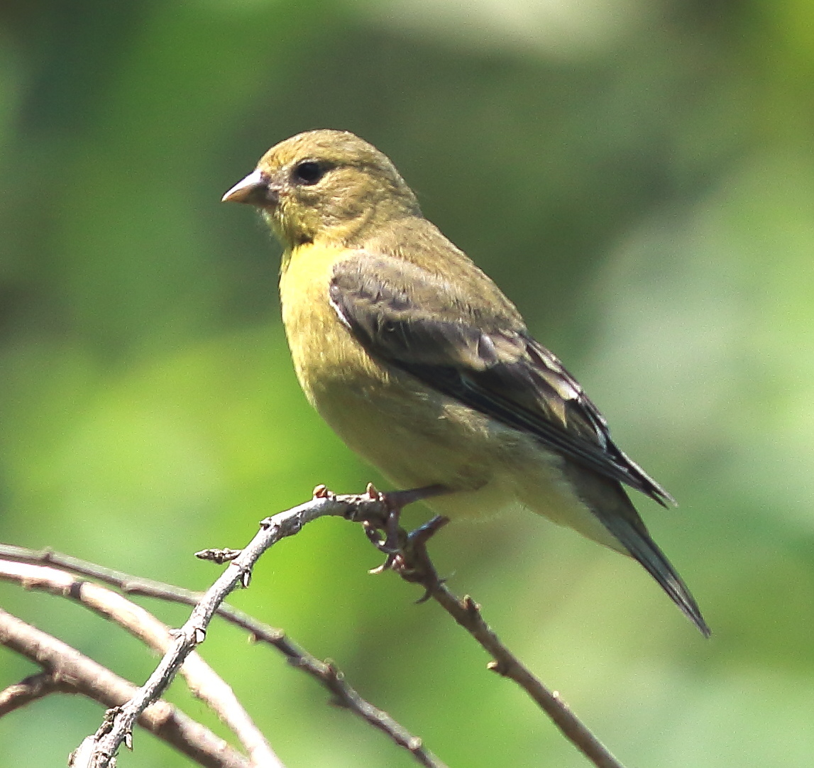 Goldfinches - San Fernando Valley Audubon Society