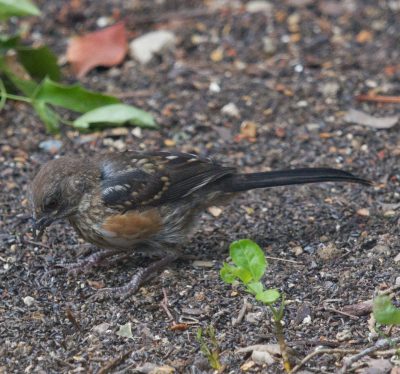 SFV Backyard Bird Identification - San Fernando Valley Audubon Society