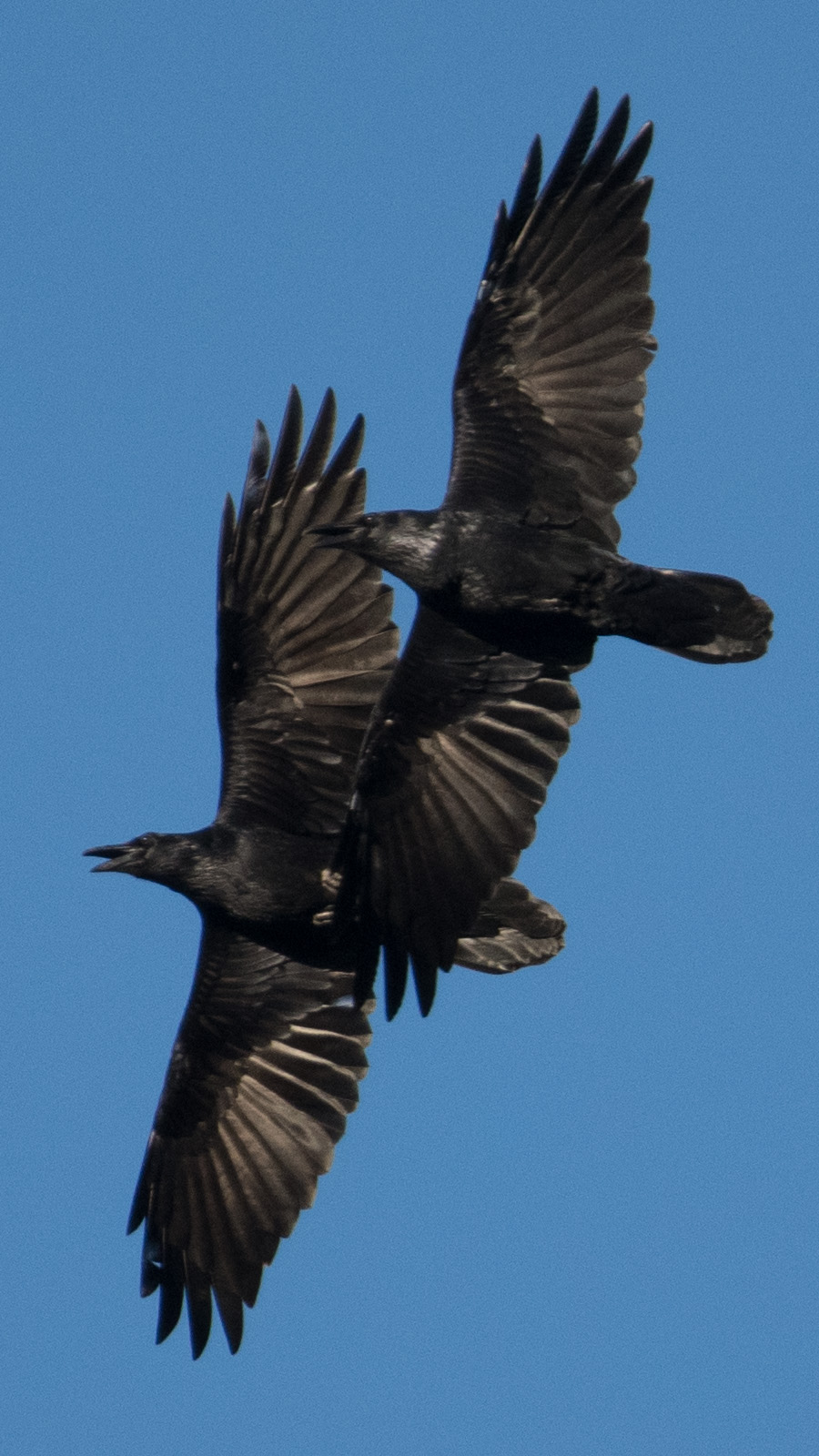 Crows And Ravens San Fernando Valley Audubon Society