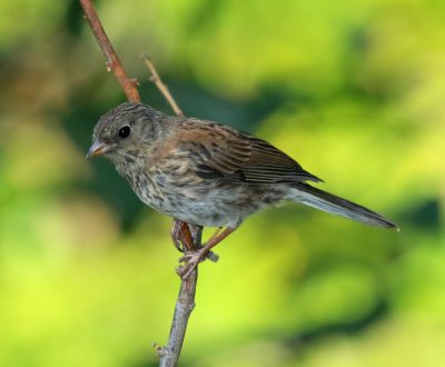 SFV Backyard Bird Identification - San Fernando Valley Audubon Society