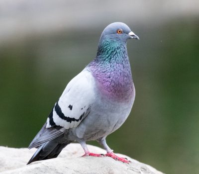 SFV Backyard Bird Identification - San Fernando Valley Audubon Society