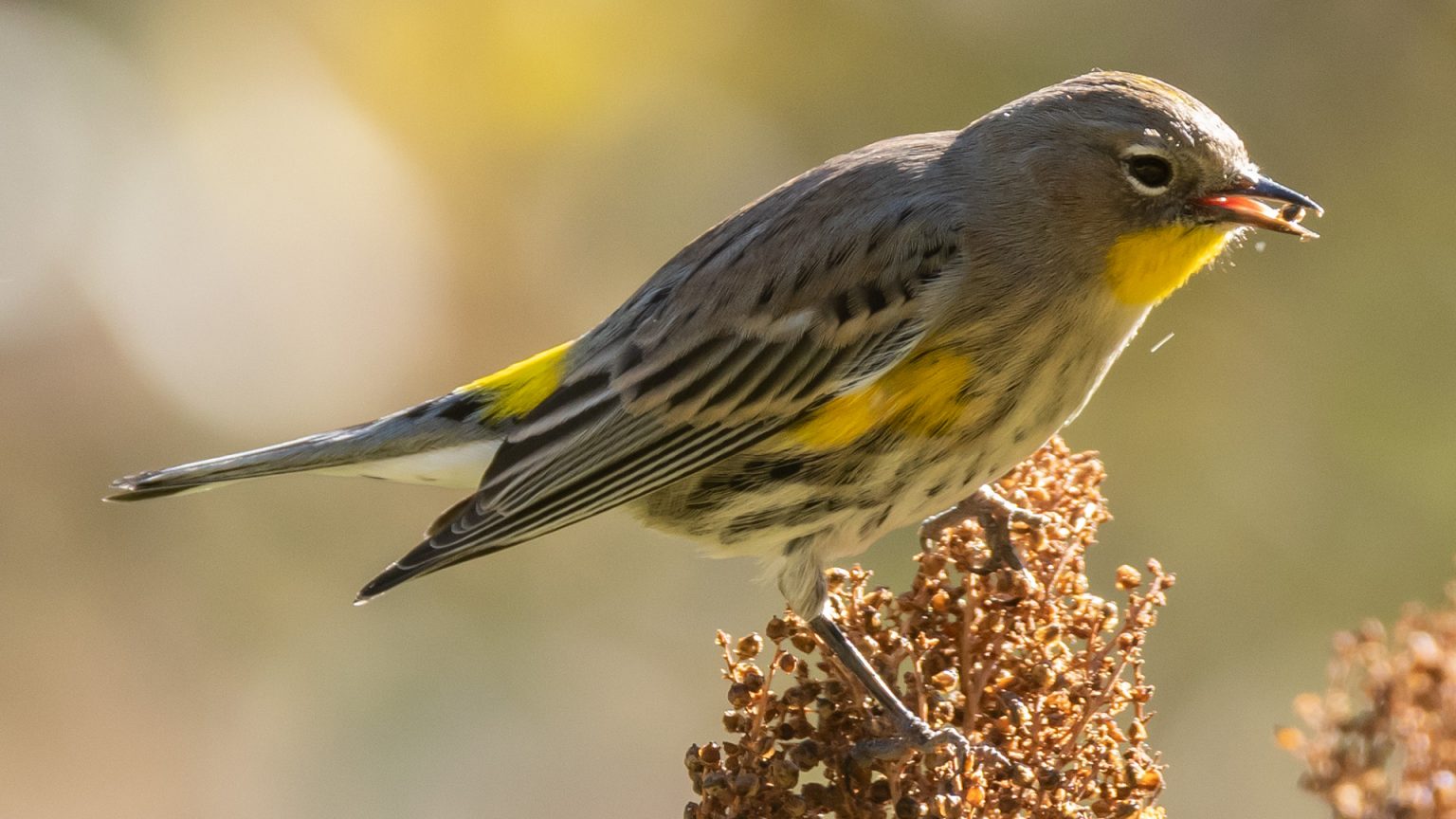 SFV Backyard Bird Identification San Fernando Valley Audubon Society