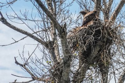 Griffith Park Raptor Survey