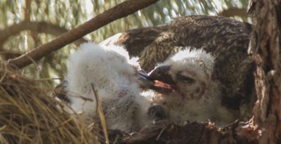 A Great Season for Horned Owls