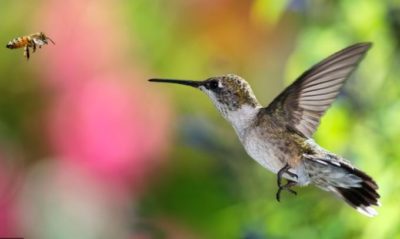 Our First - Hopefully Not the Last -- Pollinator Garden