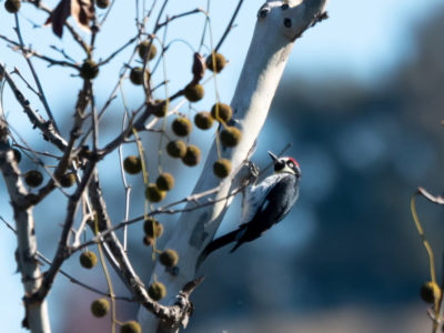 Volunteers Needed for the Annual Christmas Bird Count!