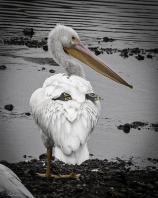 Winter Visitors to the Sepulveda Basin: American White Pelicans