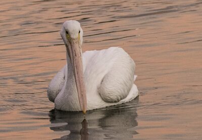 FREE Beginner Bird Walks at Sepulveda Basin Wildlife Reserve