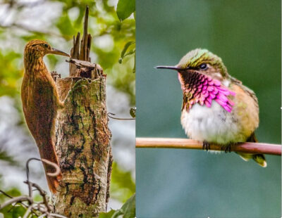 Divergence and Speciation in Neotropical Birds