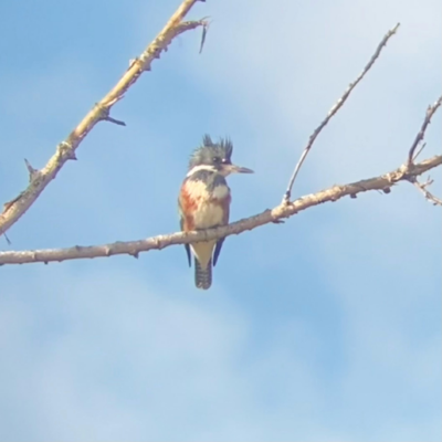 Sepulveda Basin Bird Walk Sets Record for the Year!