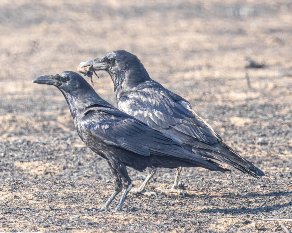 Birds are under attack! - San Fernando Valley Audubon Society