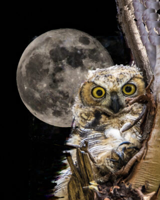 Have a Bird-Safe Halloween!