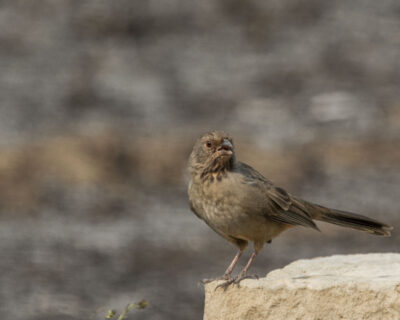 Zone Zero - let them hear from you on 9/22/2025