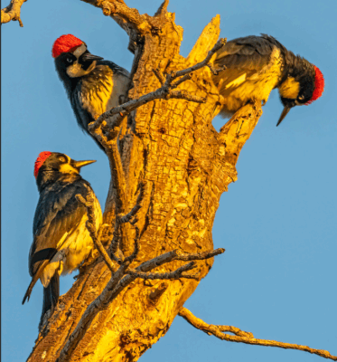 Evening at the Sepulveda Basin Wildlife Lake