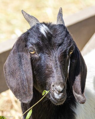 Sepulveda Basin Goats Today!