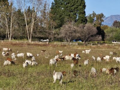 Sepulveda Basin Goats Today!