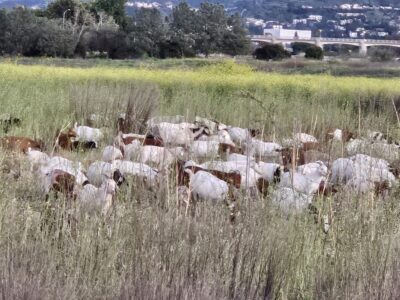Sepulveda Basin Goats Today!