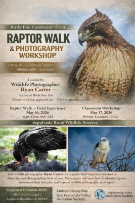 New Birdathon Event: Raptor Photography Workshop with Ryan Carter