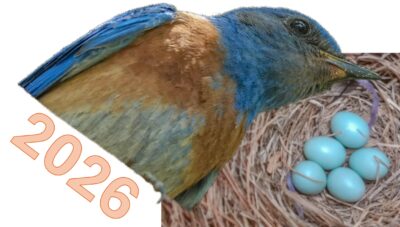 Announcing Birdathon 2026!