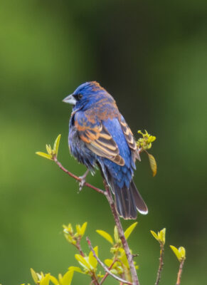 Birdathon 2026 at Malibu Creek State Park