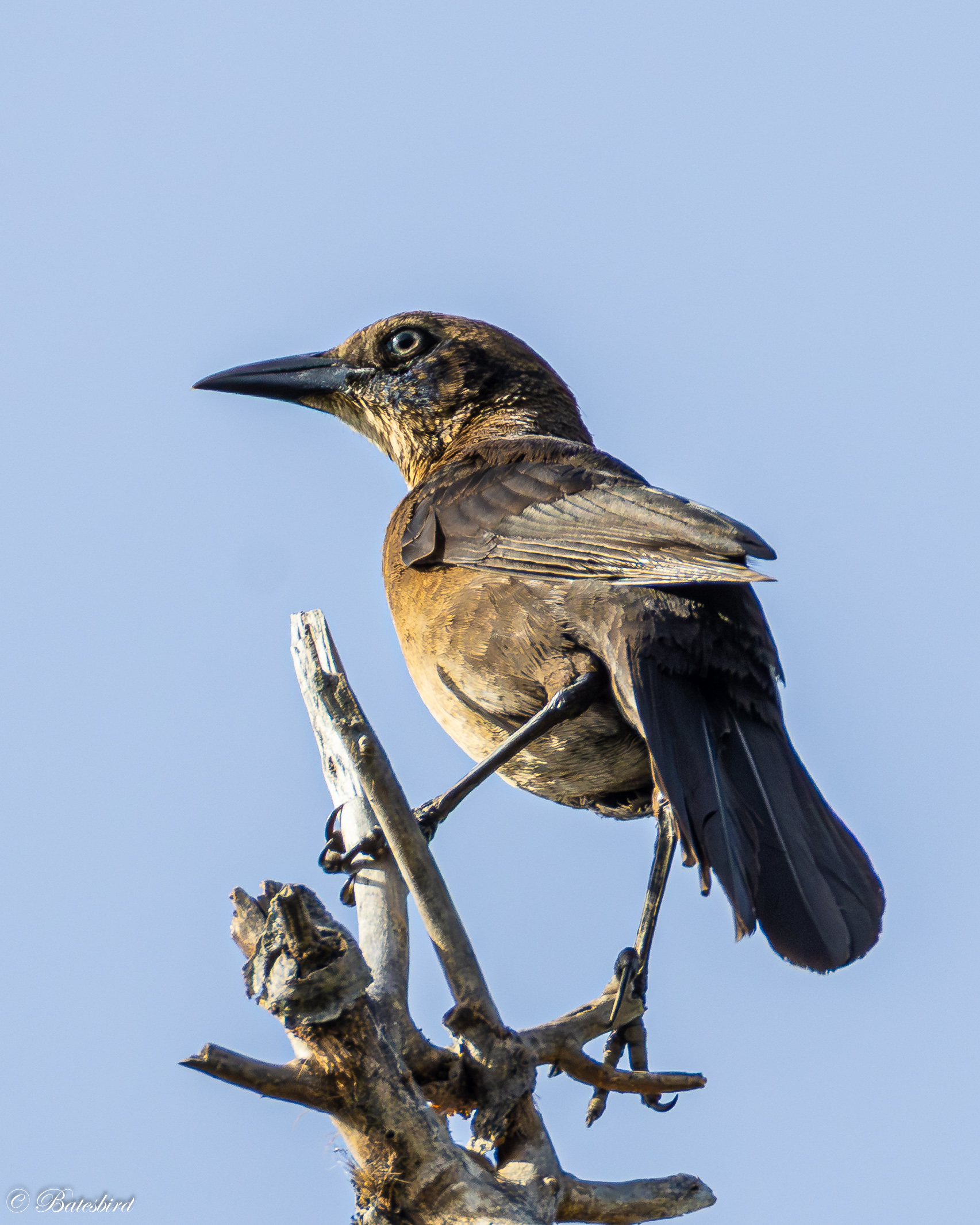 Birds & Beer with SFVAS