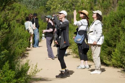 Exploring the Sepulveda Basin: A Beginner Bird Walk