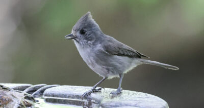 Bird of the Month: Oak Titmouse