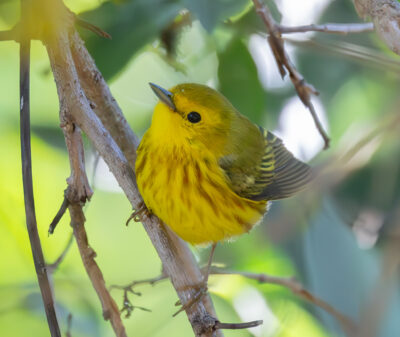 Bird of the Month: Northern Yellow Warbler