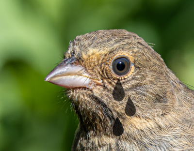 ACT NOW: Help Save our Urban Habitat