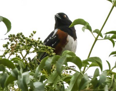Photos from May's Beginner Bird Walk at the Sepulveda Basin