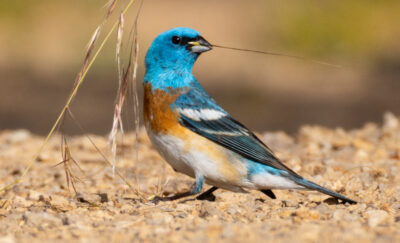 Bird of the Month: Lazuli Bunting