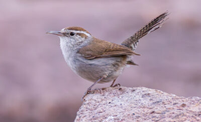 Bird of the Month: Bewick’s Wren