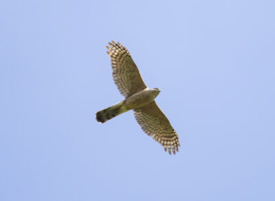 Bird of the Month: Cooper's Hawk