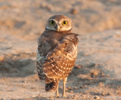 Bird of the Month: Northern Pygmy Owl