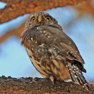 Bird of the Month: Northern Pygmy Owl